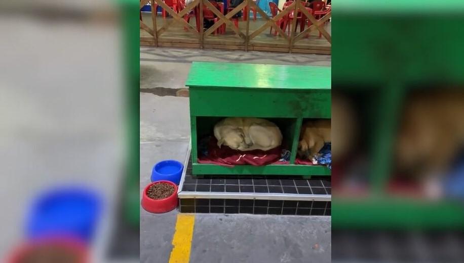 Posto de combustíveis de SC viraliza por criar “hotel” para cachorros de rua