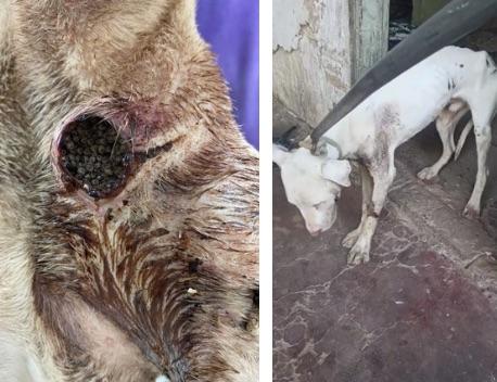 Mulher é multada em R$ 6 mil por maus-tratos após morte de Pitbull