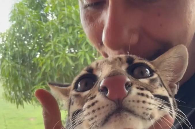 Ibama retira jaguatirica 'tiktoker', da tutora; VÍDEO