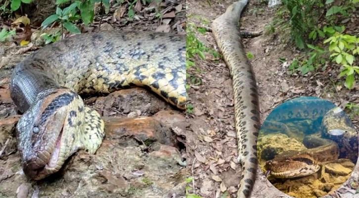 Sucuri gigante é encontrada morta em Bonito e polícia ambiental abre investigação