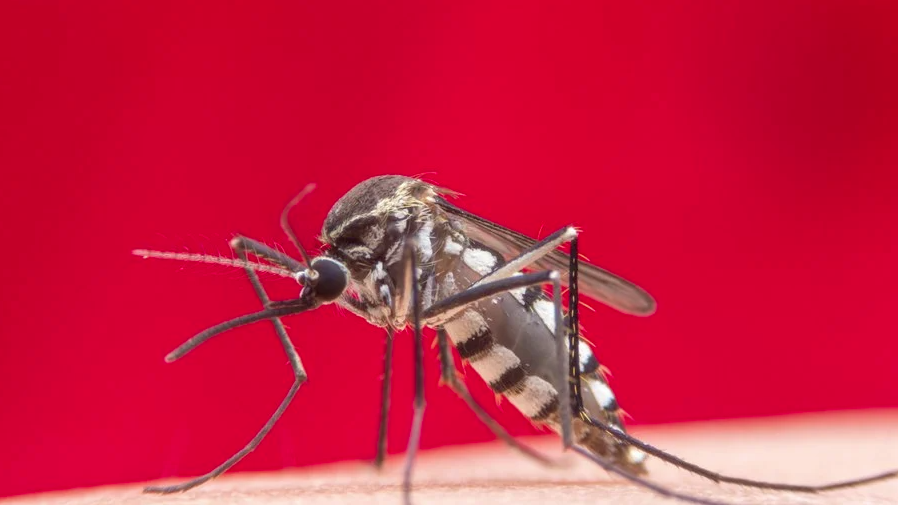 Tribunal de Contas aponta falhas graves no combate à dengue em Votuporanga