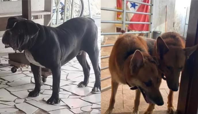 Três cães morrem durante viagem feita por empresa especializada