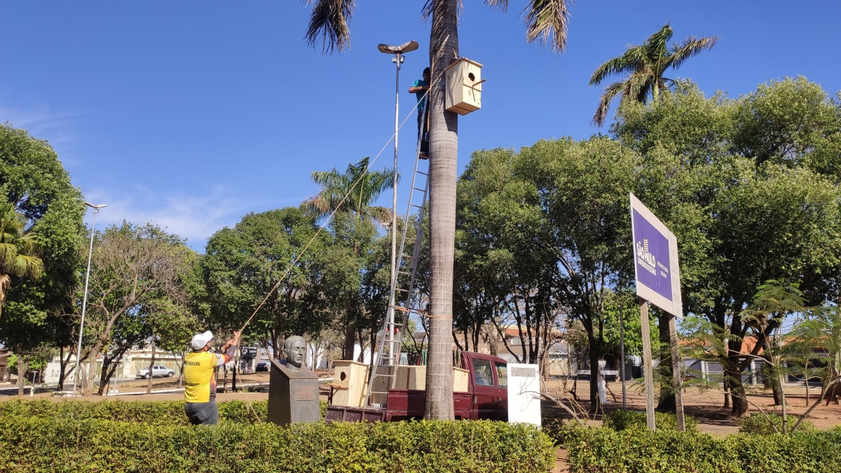 Jales - Prefeitura instala ninhos artificiais em palmeiras da cidade para abrigar Araras Canindés