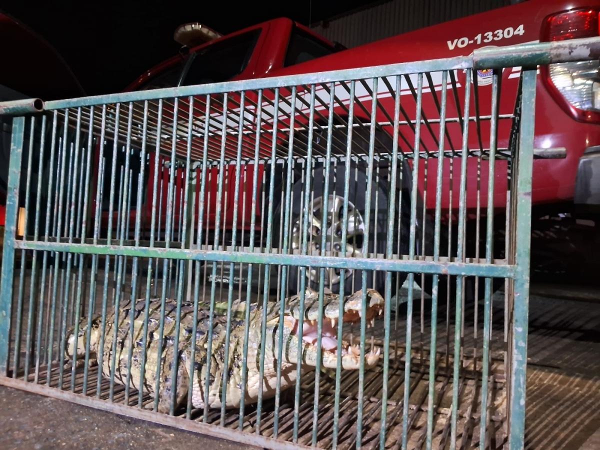 Jacarés surpreendem moradores de Meridiano com aparições frequentes