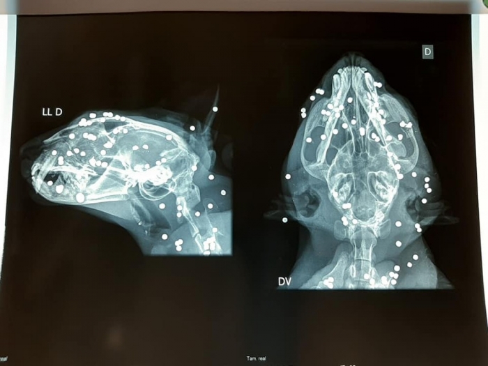 CRUELDADE: Imagem de raio X mostra gato morto com mais de 100 perfurações de bala: 'Ficamos impressionados', diz veterinário