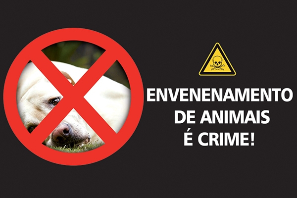 Jales - Moradores da Cohab Dercílio denunciam mortes de gatos por envenenamento.