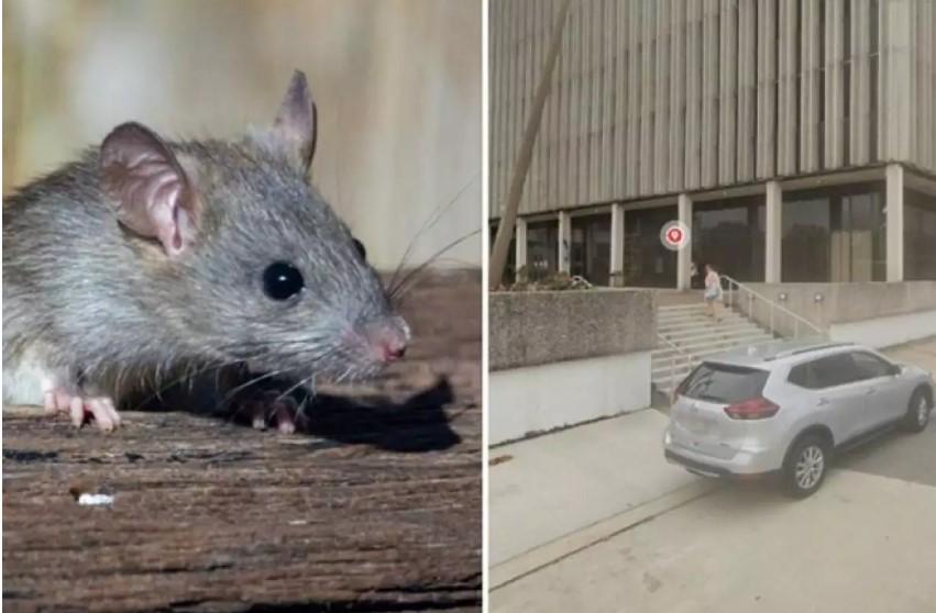 Ratos chapados: Polícia dos EUA diz que roedores estão comendo drogas apreendidas