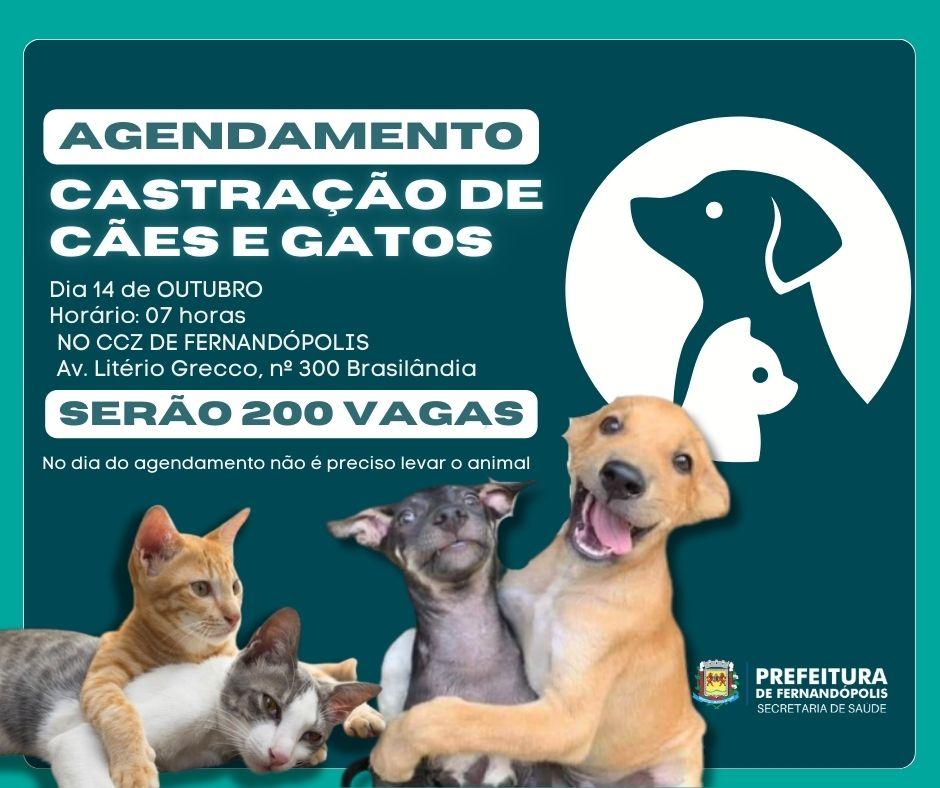 Centro de Zoonoses oferece 200 vagas para castração de animais em Fernandópolis