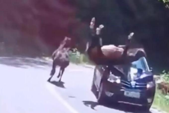 Motorista é surpreendido por cavalos na pista e atropela 1; VÍDEO