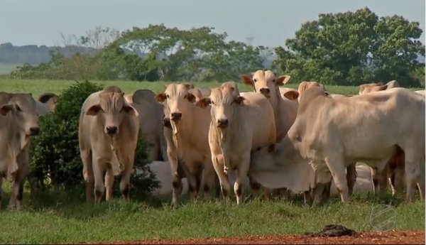 China voltará a comprar carne bovina do Brasil