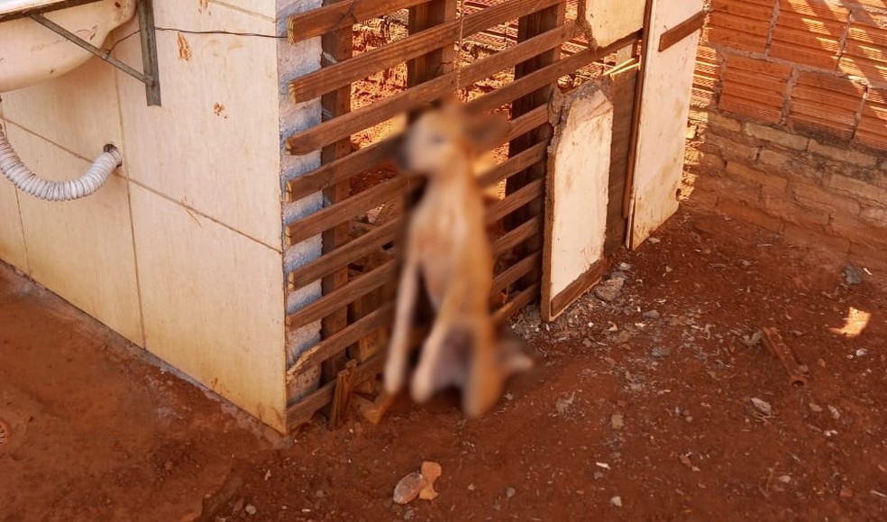 'Ato de crueldade', diz protetora de animais sobre cachorro morto após ser enforcado em Rio Preto