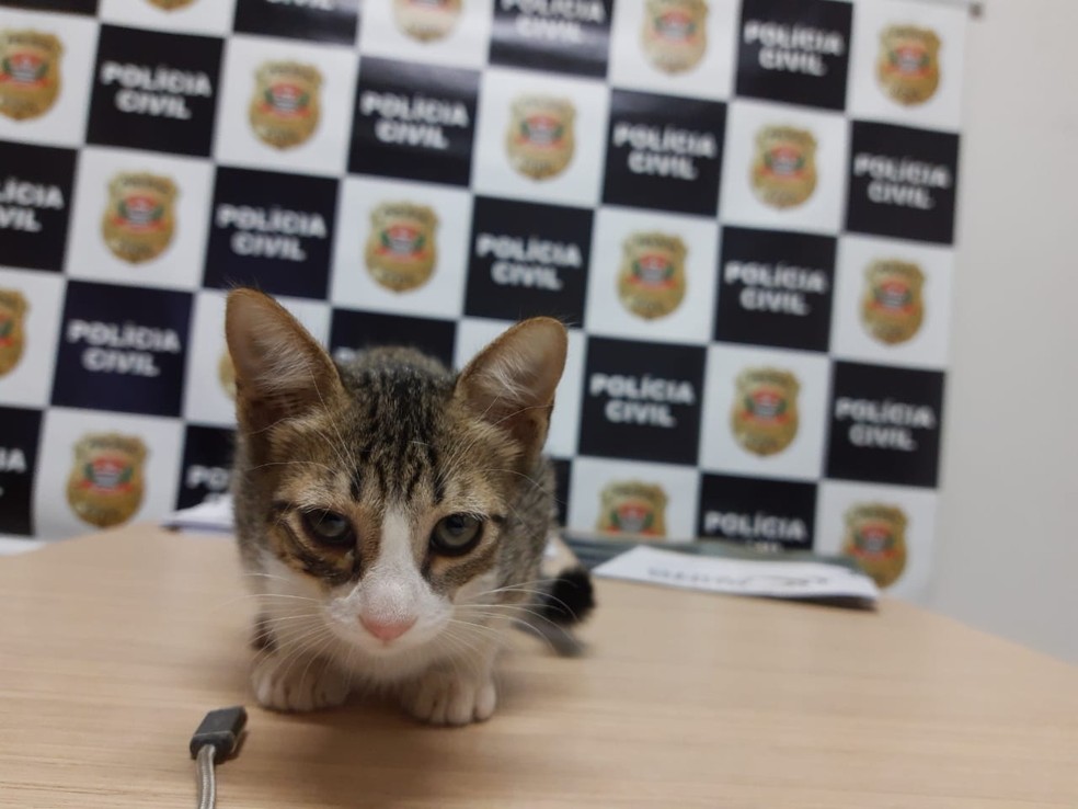 Homem é preso por abandonar filhote de gato após ser flagrado por PMs com caixa de papelão em Rio Preto
