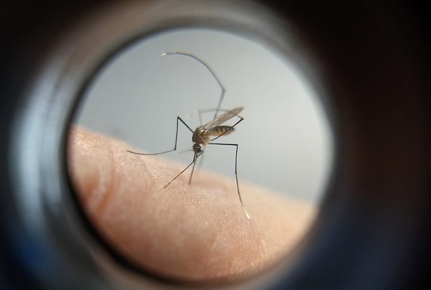 Epidemia de dengue em Votuporanga: Quinta morte confirmada e casos aumentam
