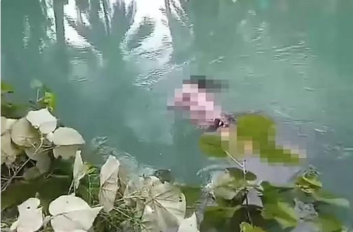 VEJA momento em que crocodilo emerge da água com corpo na boca