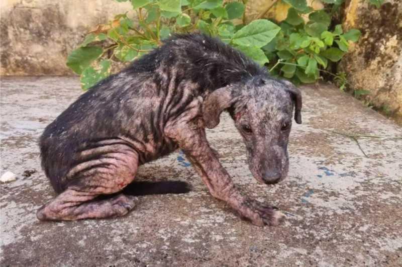 Cães em situação crítica levam à prisão e multa de R$ 12 mil