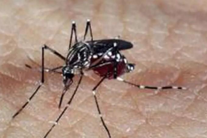 Um em cada quatro municípios paulistas está em epidemia de dengue
