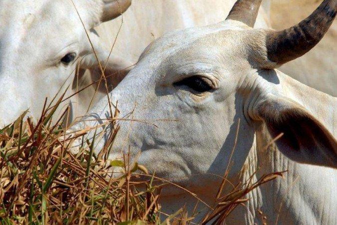'Vaca louca' faz País suspender vendas de carnes à China