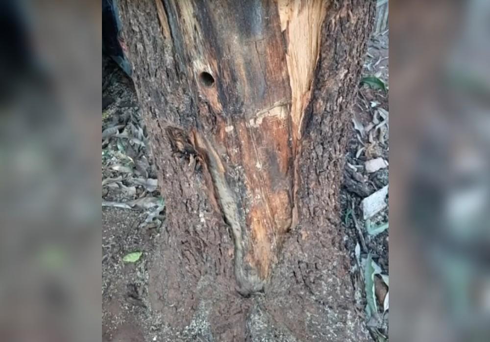 Árvores são mortas por envenenamento em cidade da região