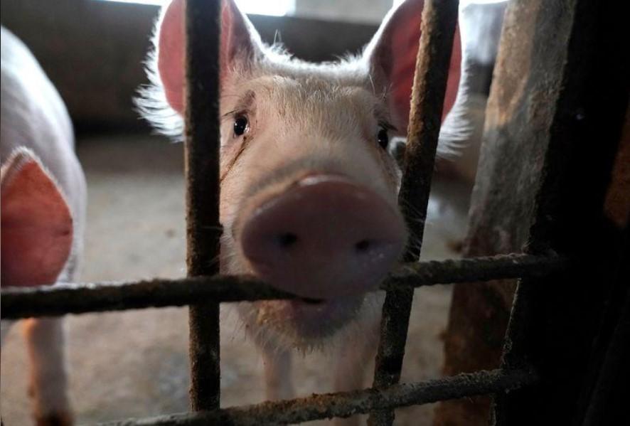 Estudo da China acha novo vírus da gripe em porcos com 