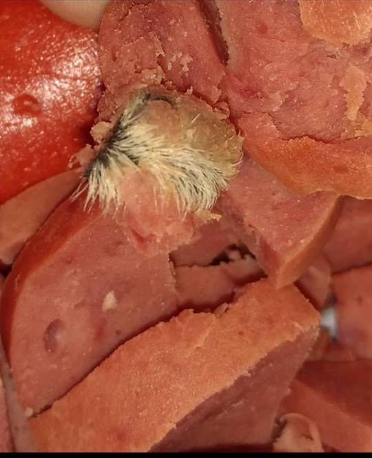 Urânia - Linguiça indigesta