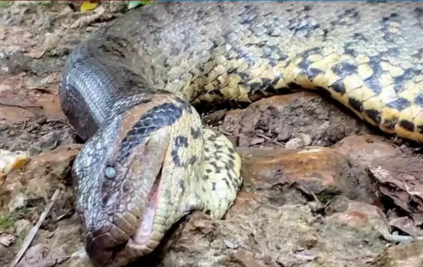 Fim do mistério: sucuri Ana Júlia morreu de causas naturais, diz perícia