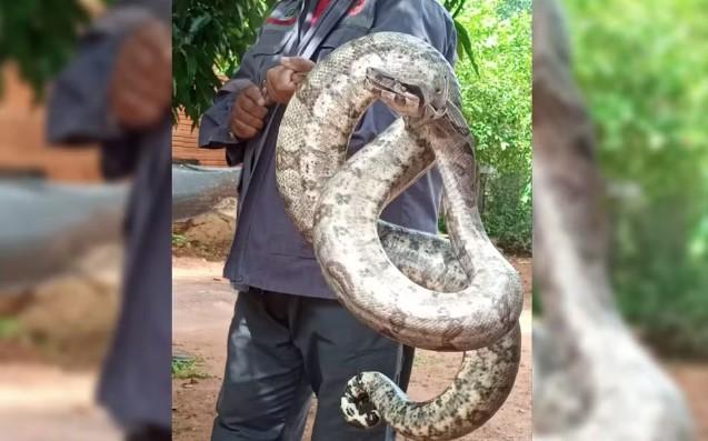 Idosa encontra jiboia de quase 2 metros na sala de casa em Castilho