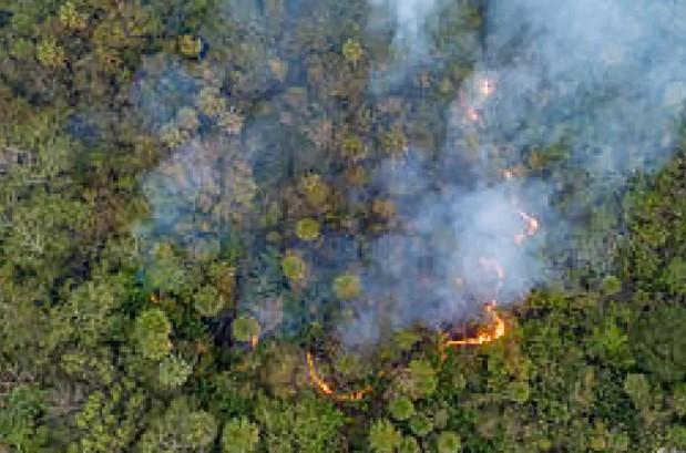 Com recorde de queimadas, Pantanal é esquecido por parlamentares