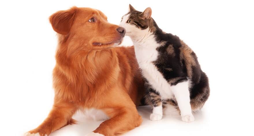 Sancionada lei que proíbe eutanásia de cães e gatos