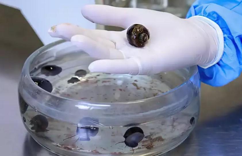 Fiocruz alerta para meningite transmitida por caramujo após morte