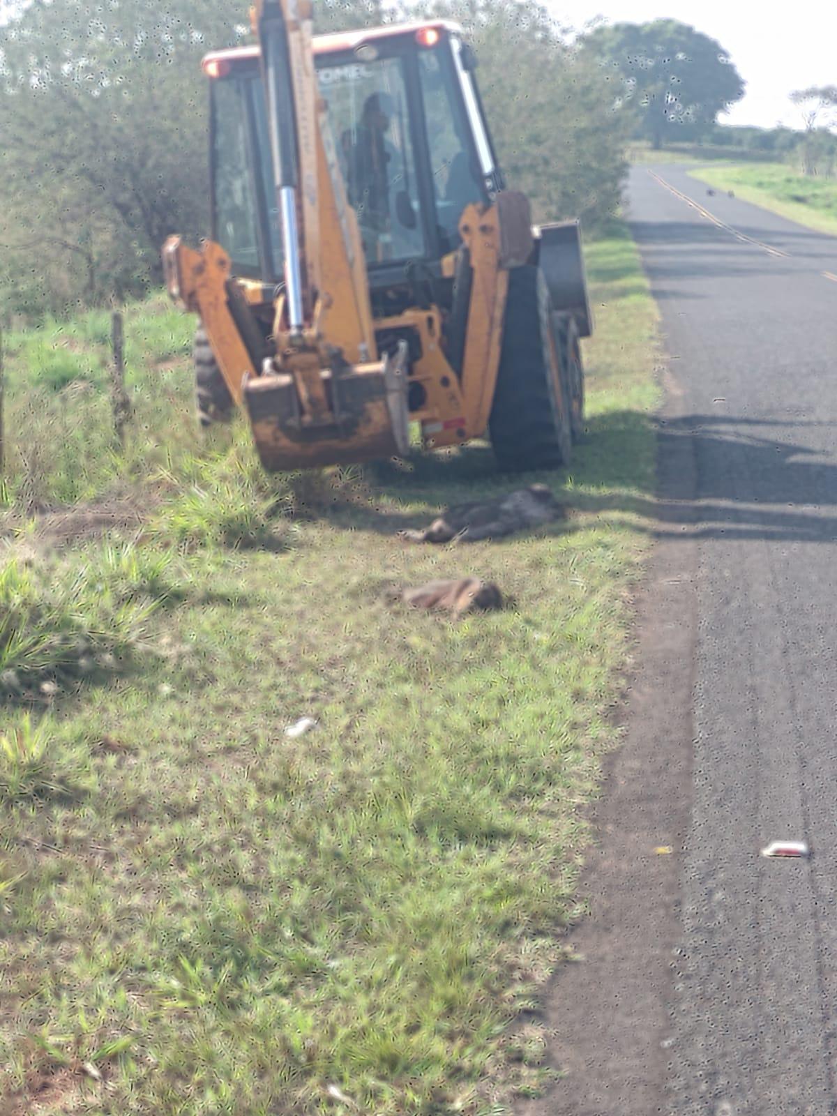 Prefeitura de Jales, atende solicitação e enterra capivaras mortas na Estada do Café.