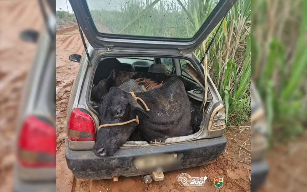 Polícia intercepta carro com bovino furtado; suspeitos escapam