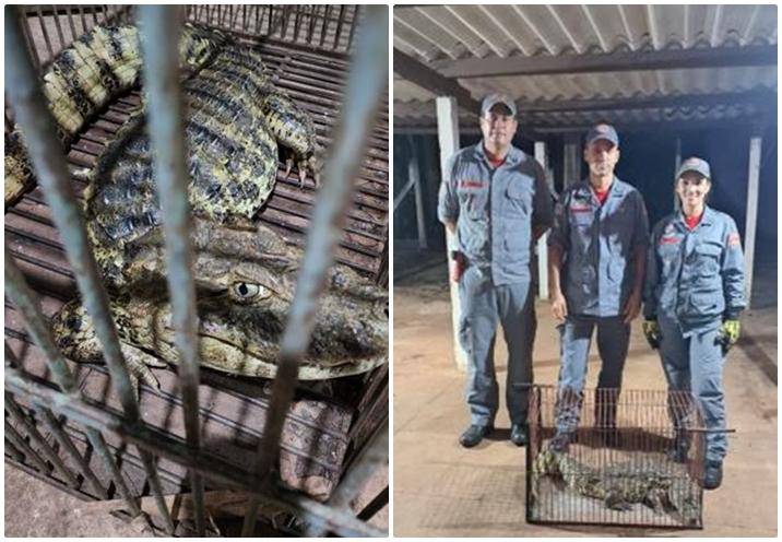 Equipe de Bombeiros resgata jacaré adulto em quintal de residência