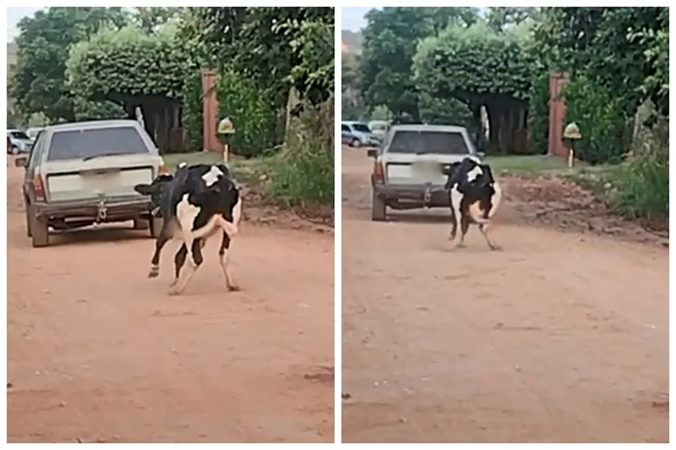 Idoso é multado em R$ 3 mil por amarrar e puxar vaca com carro em Rio Preto