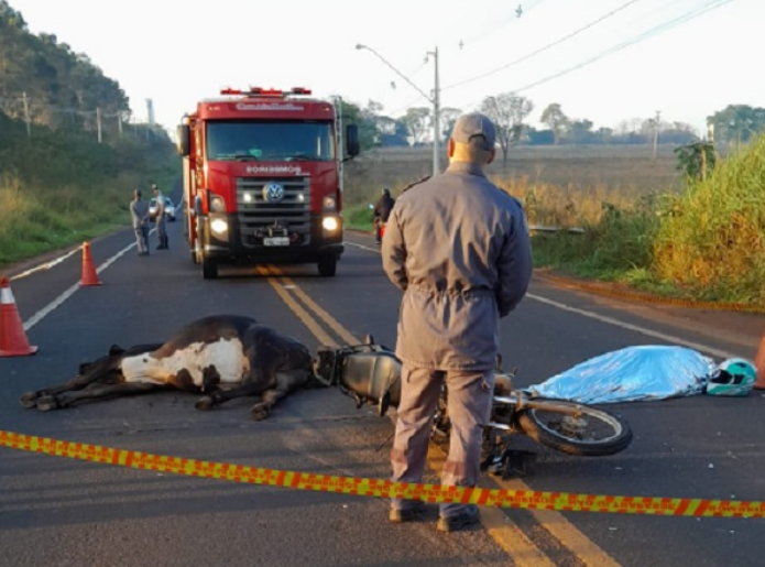 Motociclista falece em acidente com vaca solta em rodovia