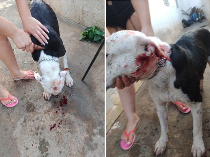 Covardia - Homem tentar matar cachorro a enxada em Fernandópolis