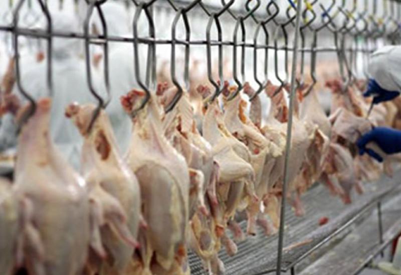 Receita de embarques de carne de frango crescem 6,4% em 2019