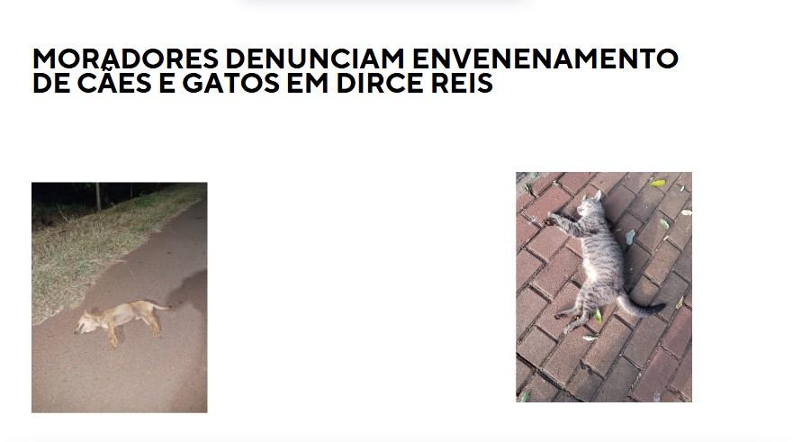 Moradores denunciam envenenamento de cães e gatos em Dirce Reis