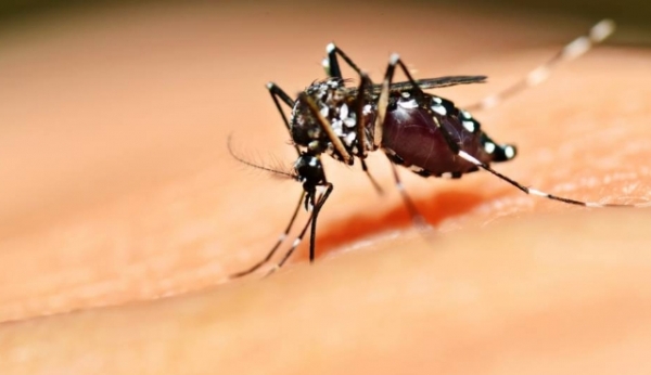 Interior já tem 10 cidades em estado de emergência por dengue