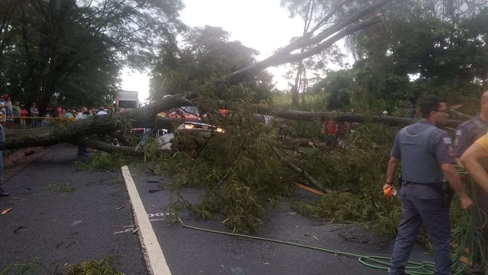 Árvore cai em cima de carro e mata três pessoas em rodovia da região