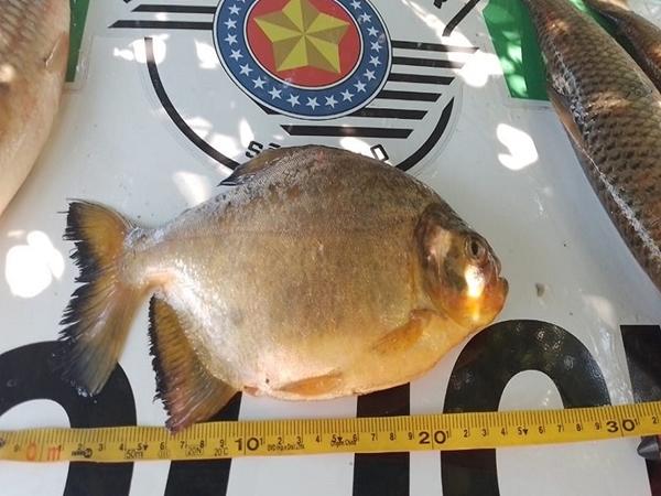 Pescador é multado por transportar peixes fora das medidas legais