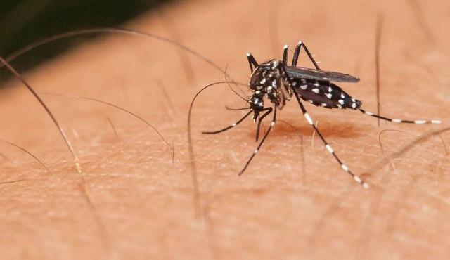 Dengue se espalha no interior de SP; Fernandópolis é a 12ª cidade em casos