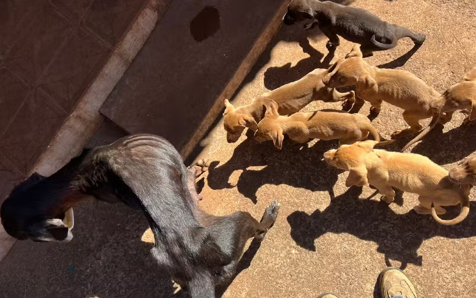 Acusada de maus-tratos, mulher é presa com apoio de veterinários