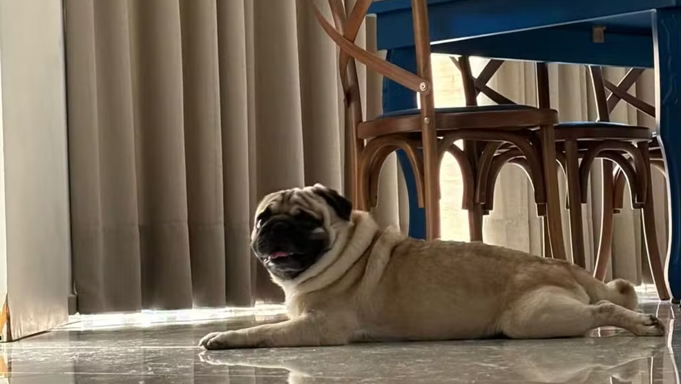 Cachorro morre após ser esquecido em carro de pet shop em Rio Preto