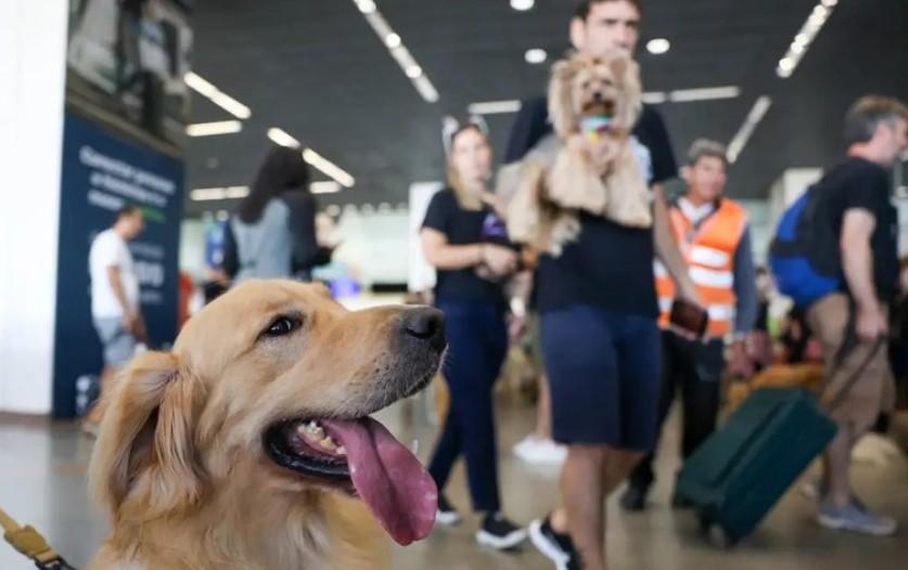 Governo Federal lança Plano de Transporte Aéreo de Animais