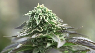 Refugiados da maconha” vão ao EUA tratar epilepsia.