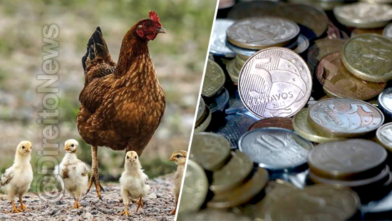 ‘Crimes de bagatela’: tribunal superior julga de roubo de galinha a furto de moedas