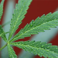 Remédios com THC da maconha podem vendidos ainda este ano